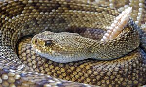 Τρεις ειδικοί δίνουν συμβουλές για σωστή διαχείριση όταν μας «ζώνουν τα φίδια»
