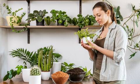 Φυτά εσωτερικού χώρου : Τα  λάθη που κάνετε στη φροντίδα τους