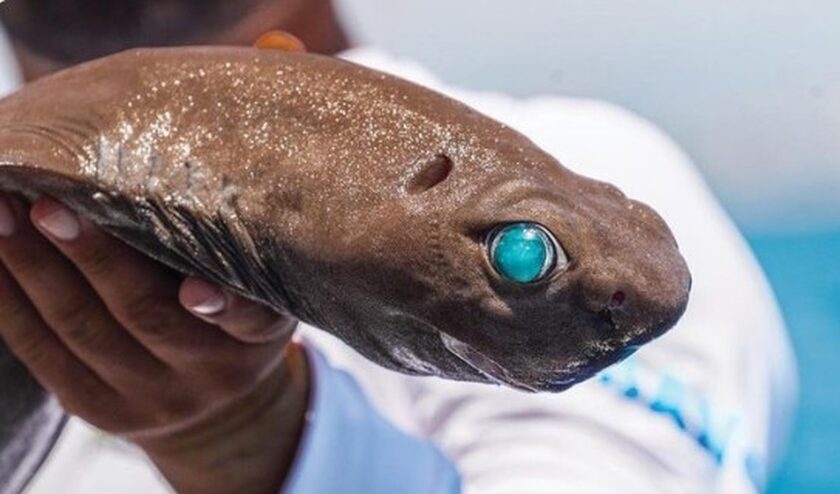 Καρχαρίας με σμαραγδί μάτια πιάστηκε στα δίκτυα ψαρά στην Αττάλεια