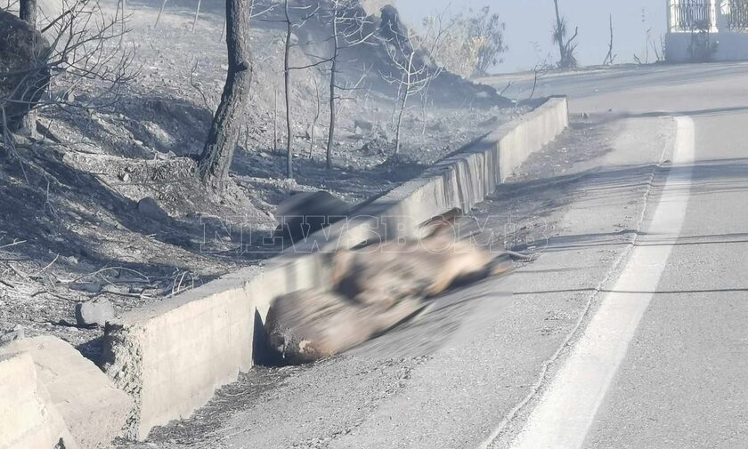 Φωτιά στη Ρόδο: Θλιβερές εικόνες - Νεκρά ελάφια κείτονται στους δρόμους